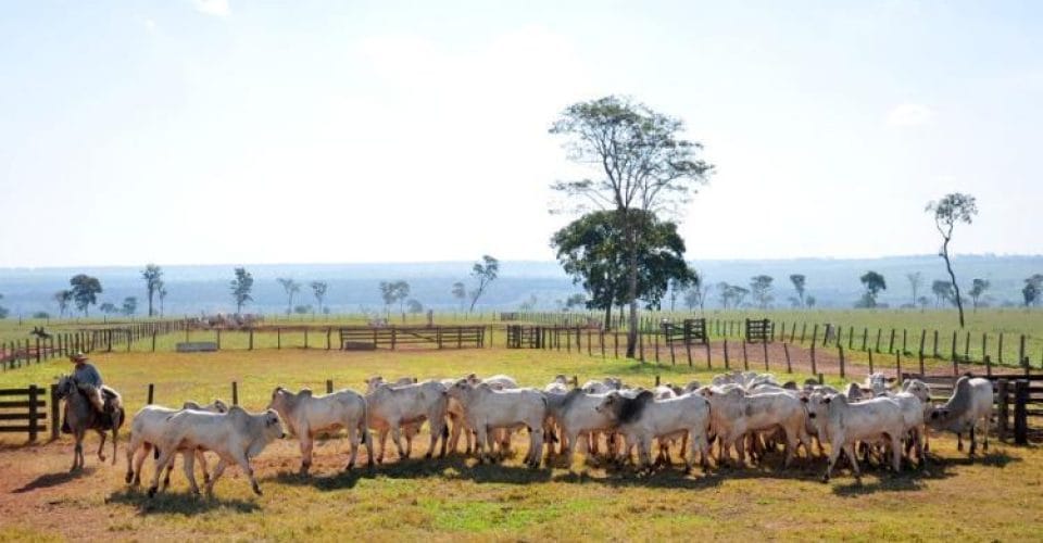 Mato Grosso do Sul mantém ritmo elevado e abate 2,08 milhões de bovinos no primeiro semestre - Imagem do artigo