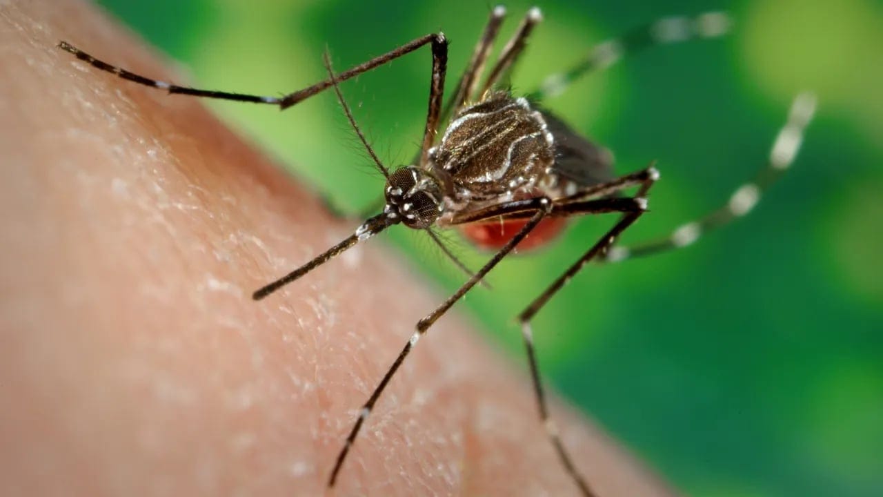 El Niño intensifica alerta para alta de casos de dengue e chikungunya no Brasil - Imagem do artigo