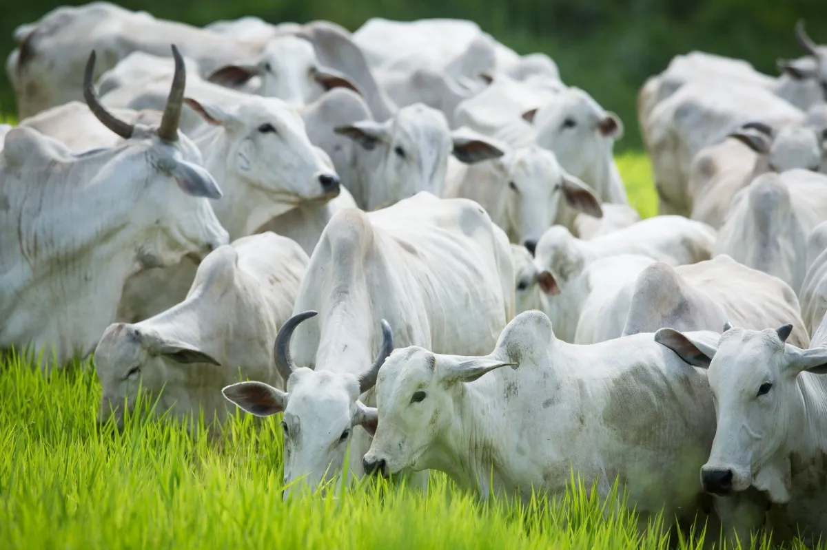 Mapa mantém diálogo técnico com União Europeia para comprovar adequação sanitária de produtos de origem animal - Imagem do artigo
