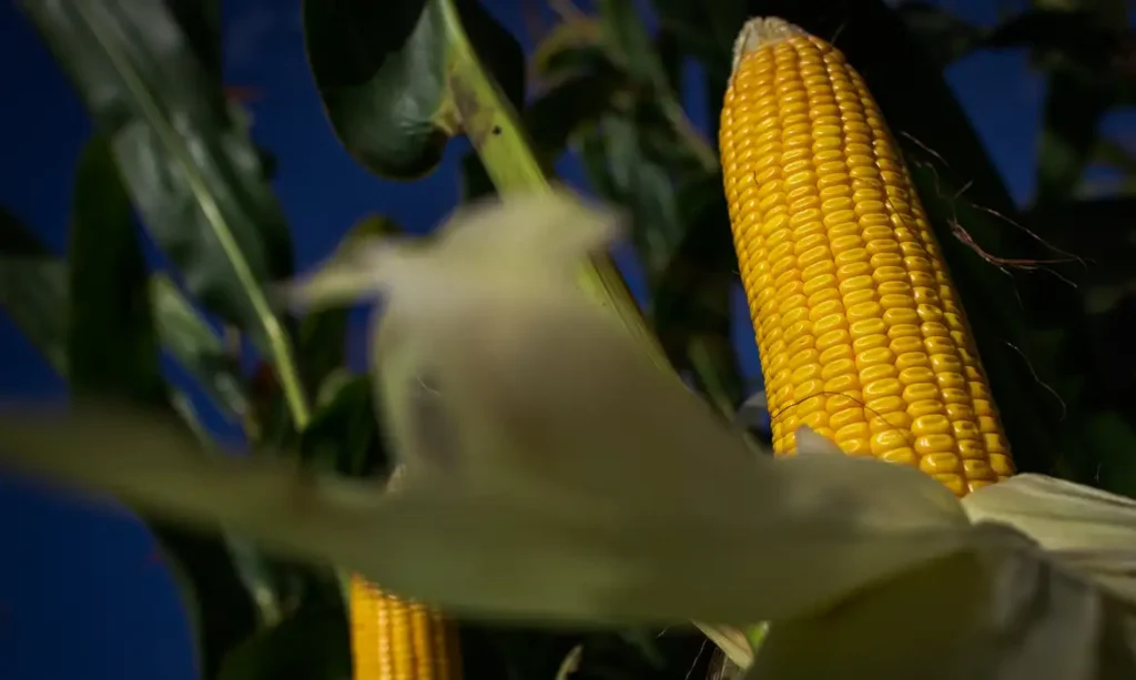 Importação de fertilizantes cai 32% e ameaça estoques para safrinha de milho