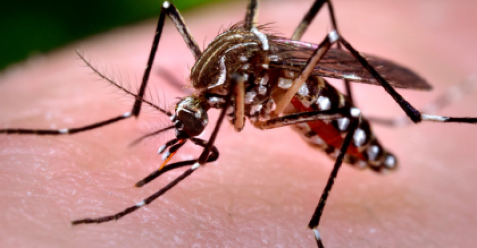 Três Lagoas registra 25 casos de chikungunya e 1 de zika em outubro