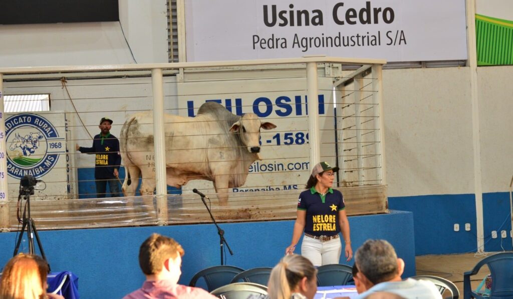 Sindicato Rural retoma leilões de gado em Paranaíba com transmissão ao vivo